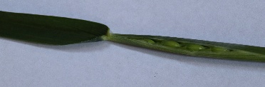 Wheat at Feekes 10.1